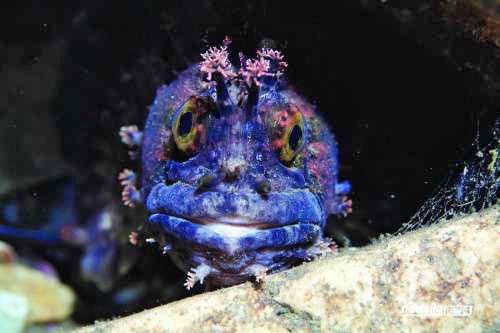 核污后福岛海域惊现怪鱼